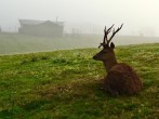 Deer in mist Deer in mist